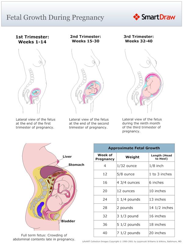 Fetal_Growth_During_Pregnancy