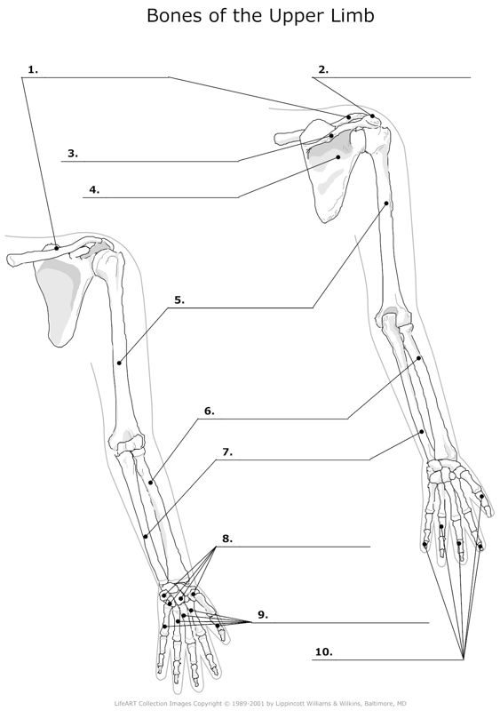 Bones_of_the_Upper_Limb