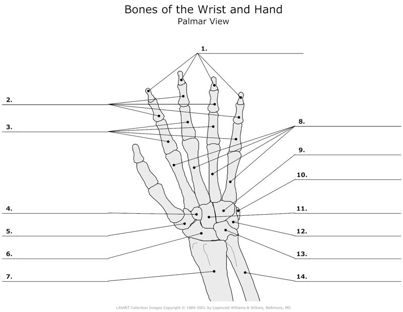 Bones_of_the_Wrist_and_Hand Palmar_View