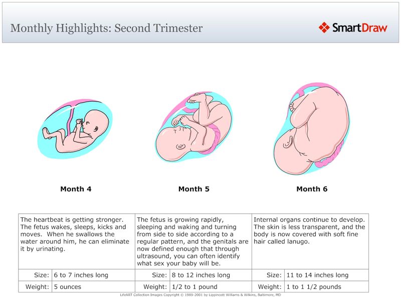 Monthly_Highlights_Second_Trimester