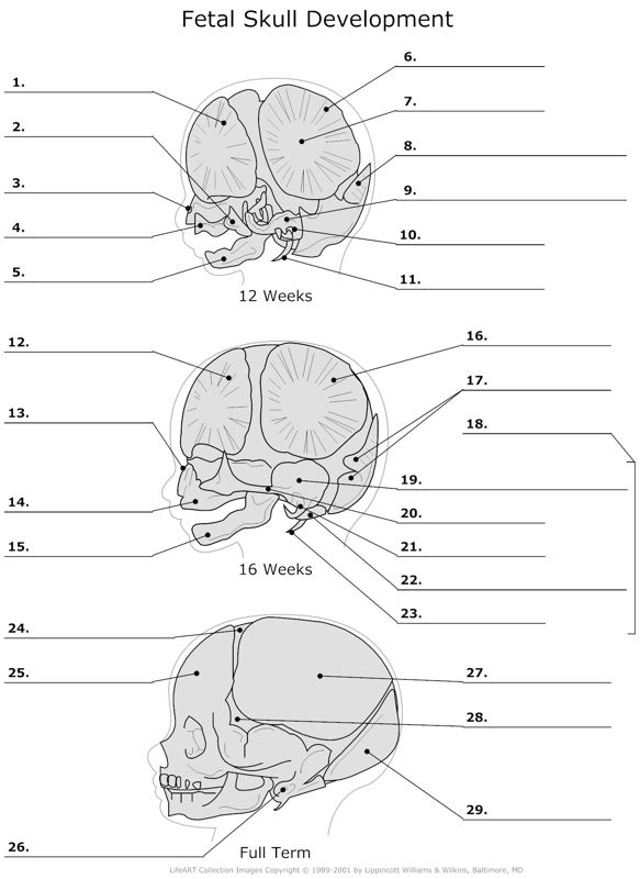 Fetal_Skull_Developement