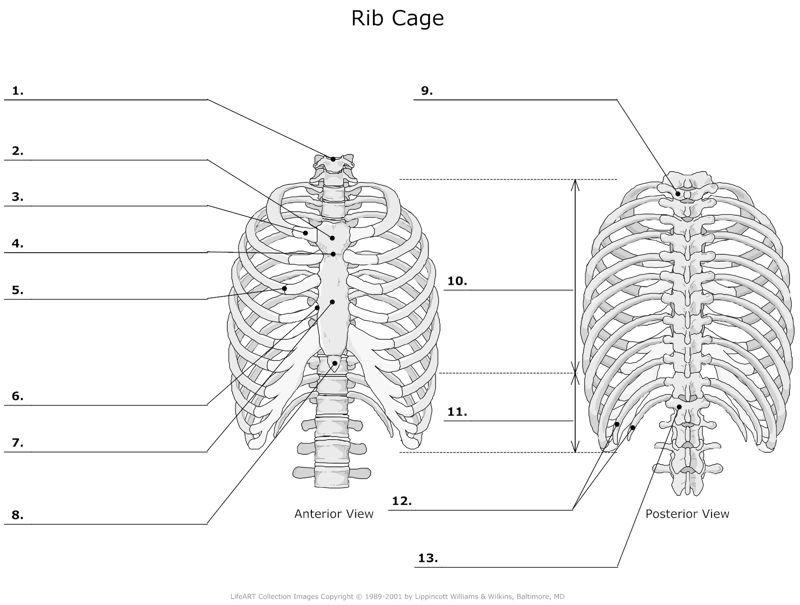 Rib_Cage