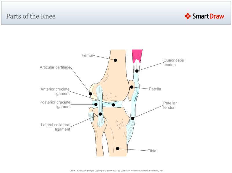 Parts_of_the_Knee