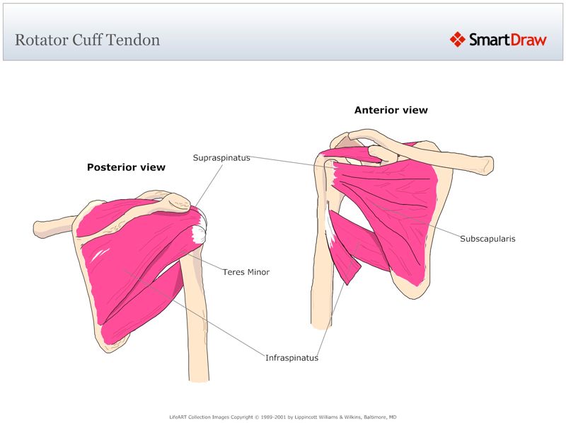 Rotator_Cuff_Tendon