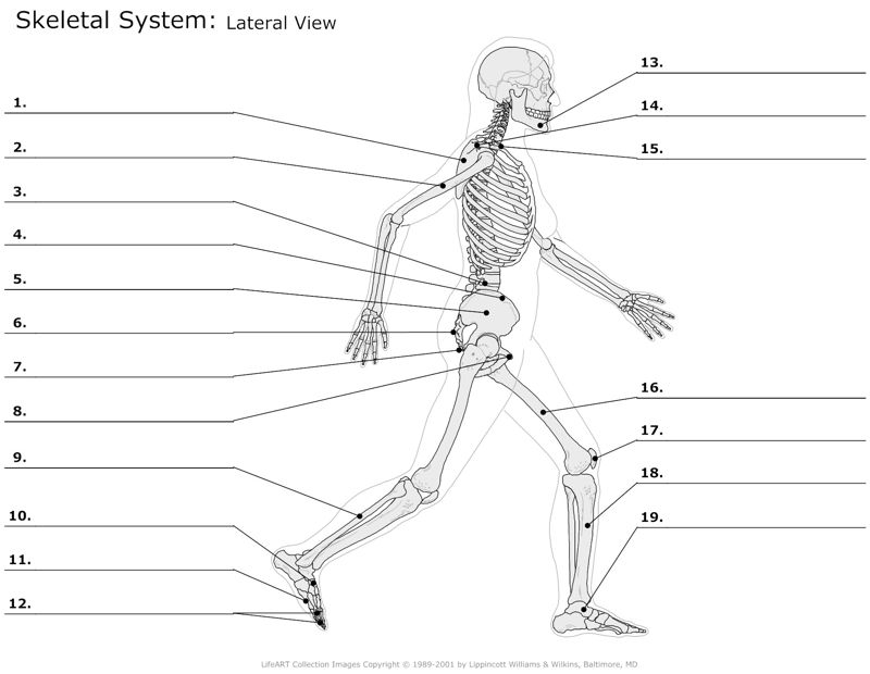 Skeletal_System Lateral_View