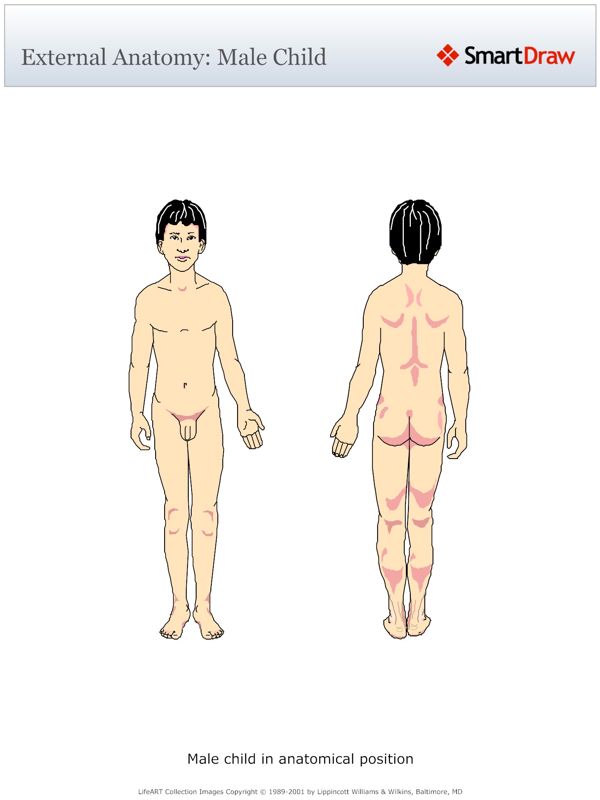 External_Anatomy_Male_Child