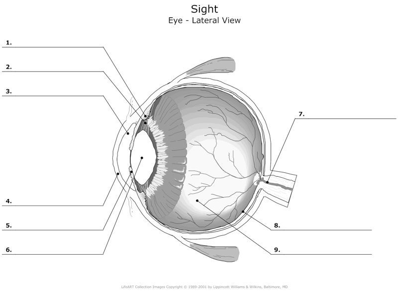 Sight Eye_Lateral_View