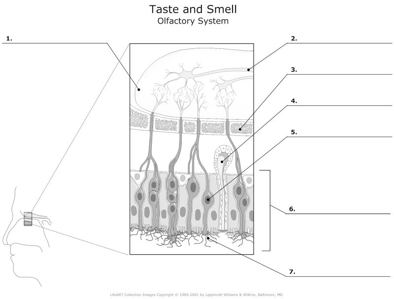 Taste_and_Smell Olfactory_System