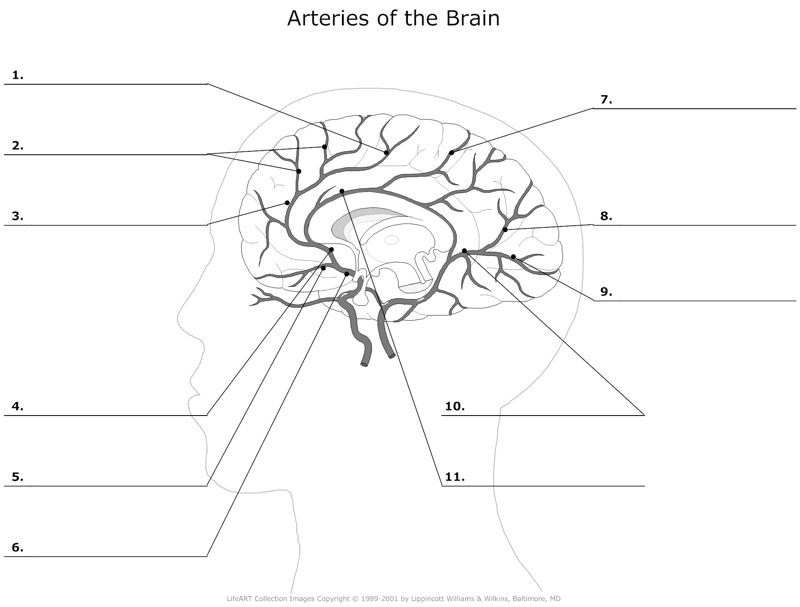 Arteries_of_the_Brain