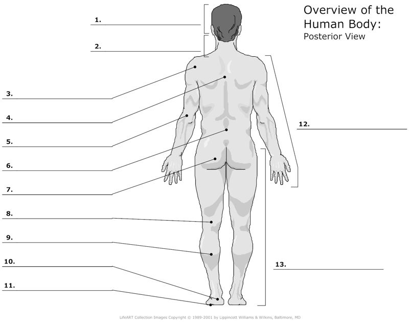 Overwiev_of_the_Human_Body Posterior_View
