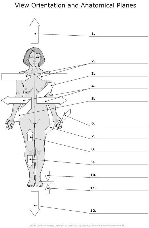 View_Orientation_and_Anatomical_Planes