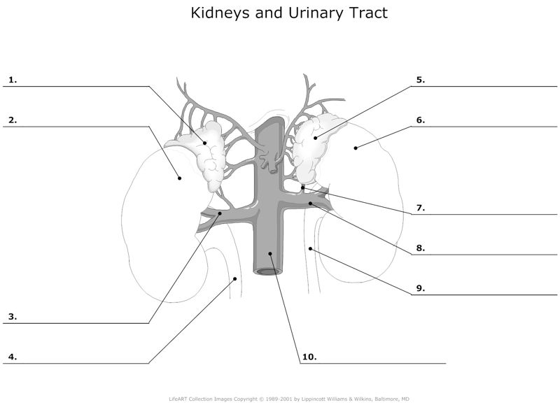Kidneys_and_Urinary_Tract