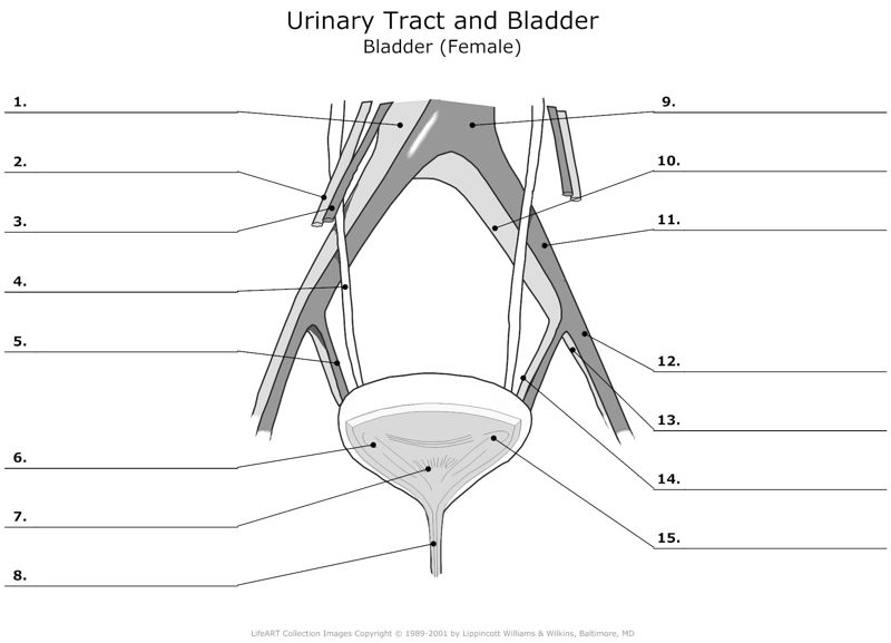 Urinary_Tract_and_Bladder Bladder(Female)