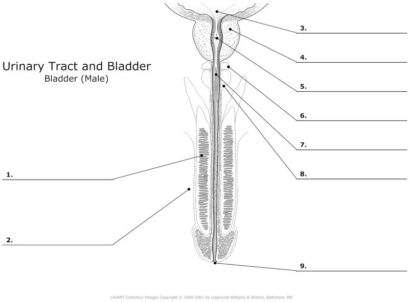 Urinary_Tract_and_Bladder Bladder(Male)