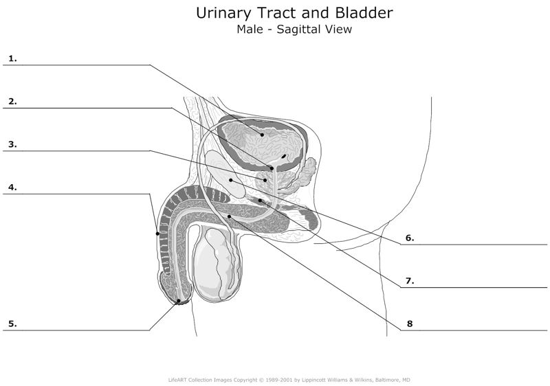 Urinary_Tract_and_Bladder Male_Sagittal_View