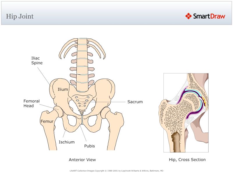 Hip_Joint