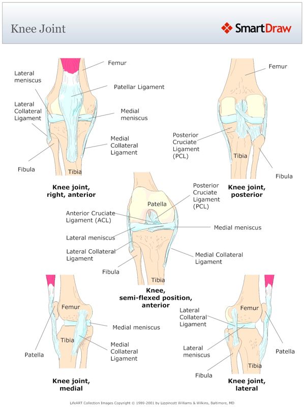 Knee_Joint