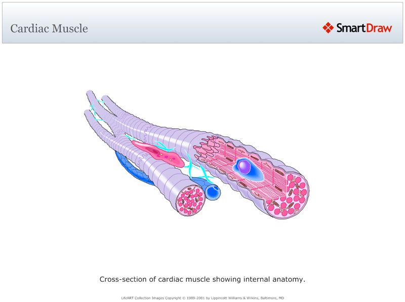 Cardiac_Muscle
