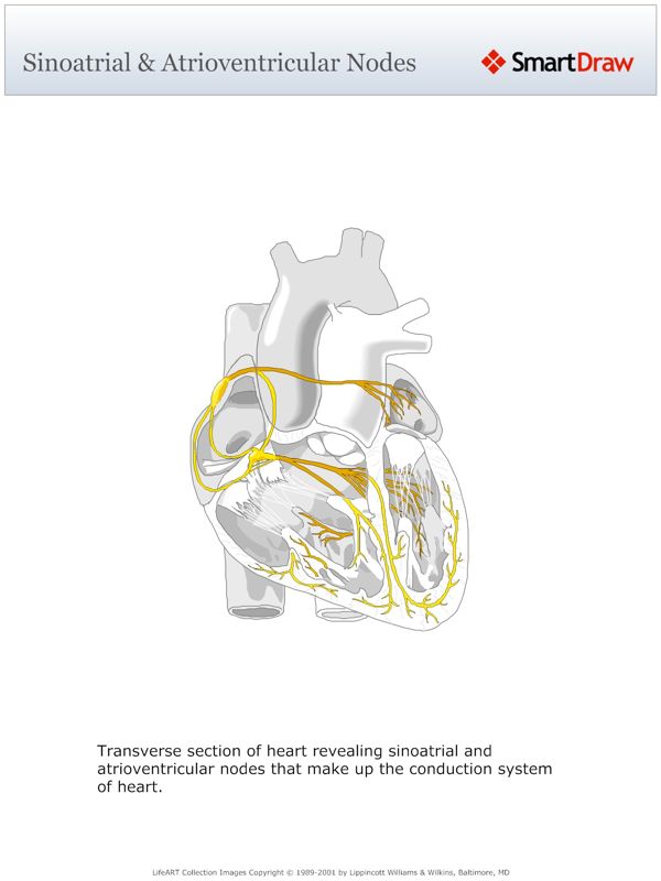 Sinoatrial_Atrioventricular_Nodes
