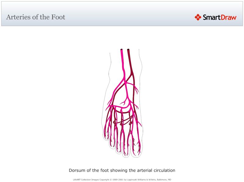 Arteries_of_the_Foot
