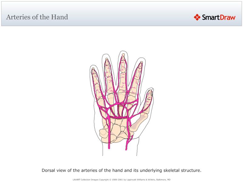 Arteries_of_the_Hand