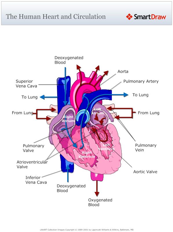 The_Human_Heart_and_Circulation