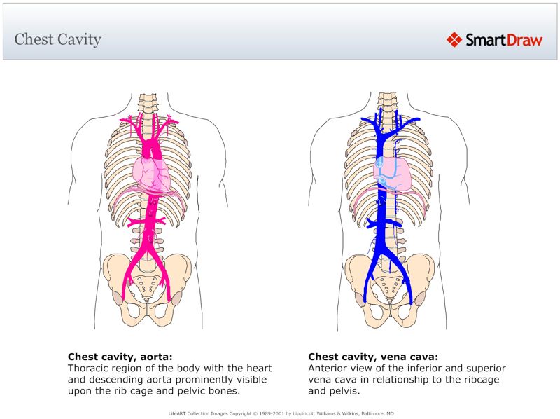 Chest_Cavity