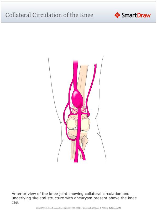 Collateral_Circulation_of_the_Knee