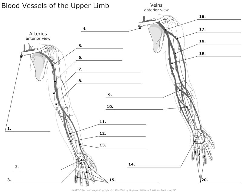 Blood_Vessels_of_the_Upper_Limb