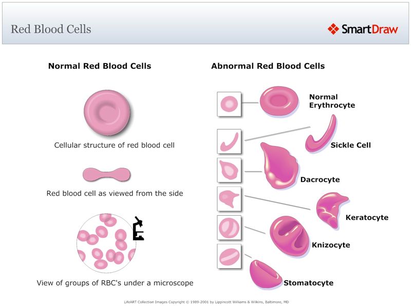 Red_Blood_Cells