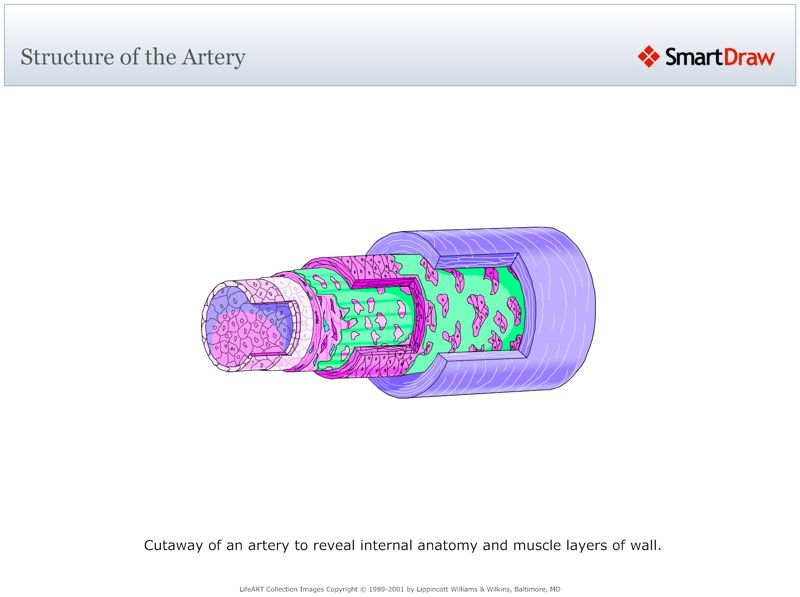 Structure_of_the_Artery