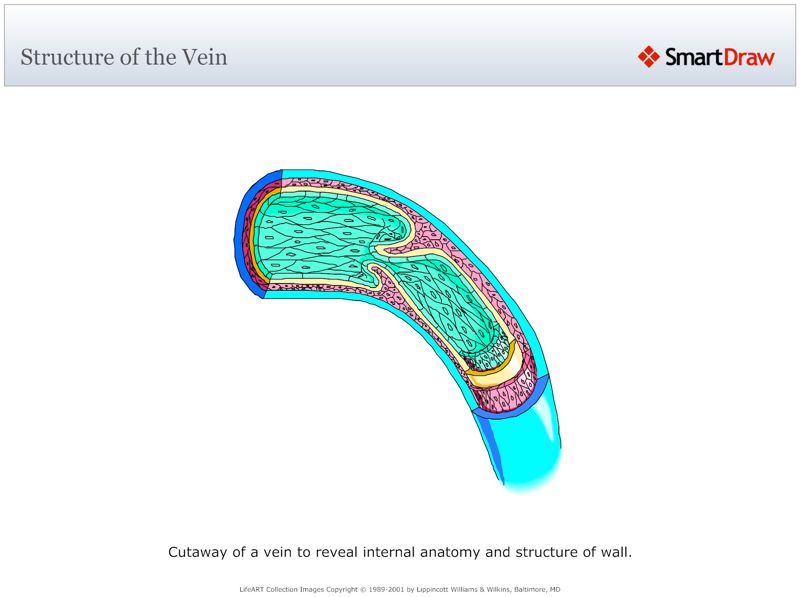 Structure_of_the_Vein