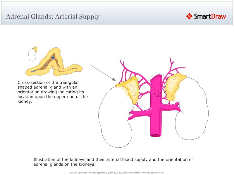 Adrenal_Glands_Arterial_Supply