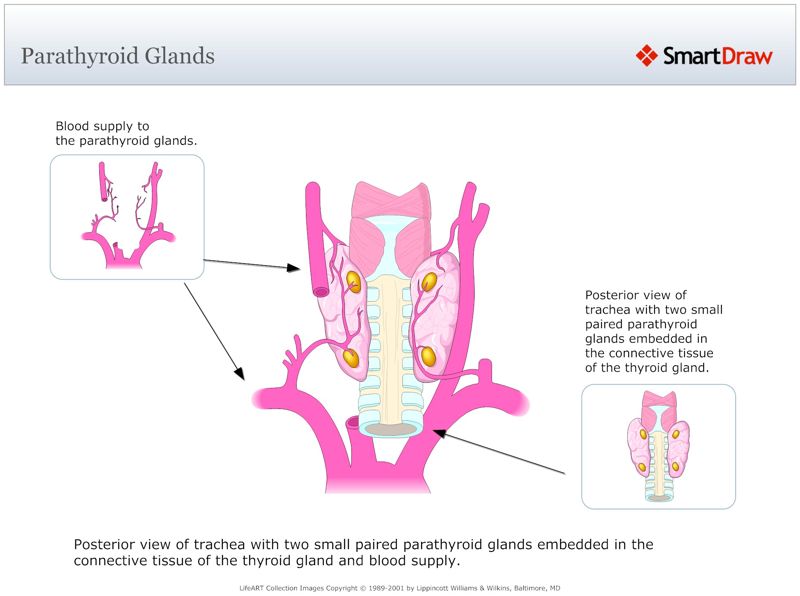 Parathyroid_Glands