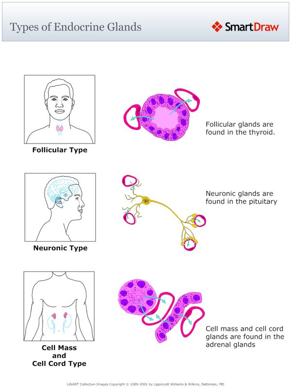 Types_of_Endocrine_Glands