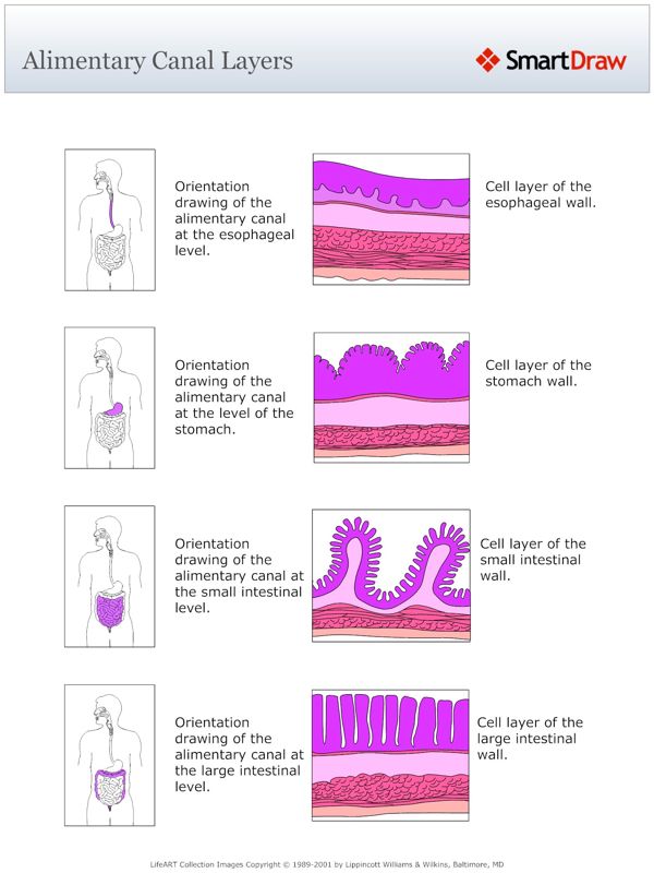 Alimentary_Canal_Layers
