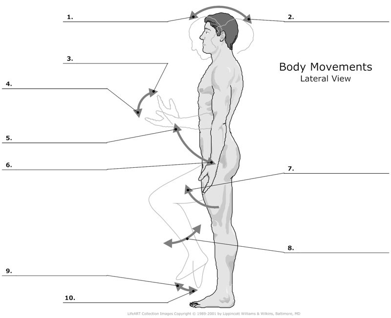 Body_Movements_Lateral-View