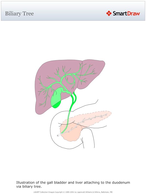 Biliary_Tree