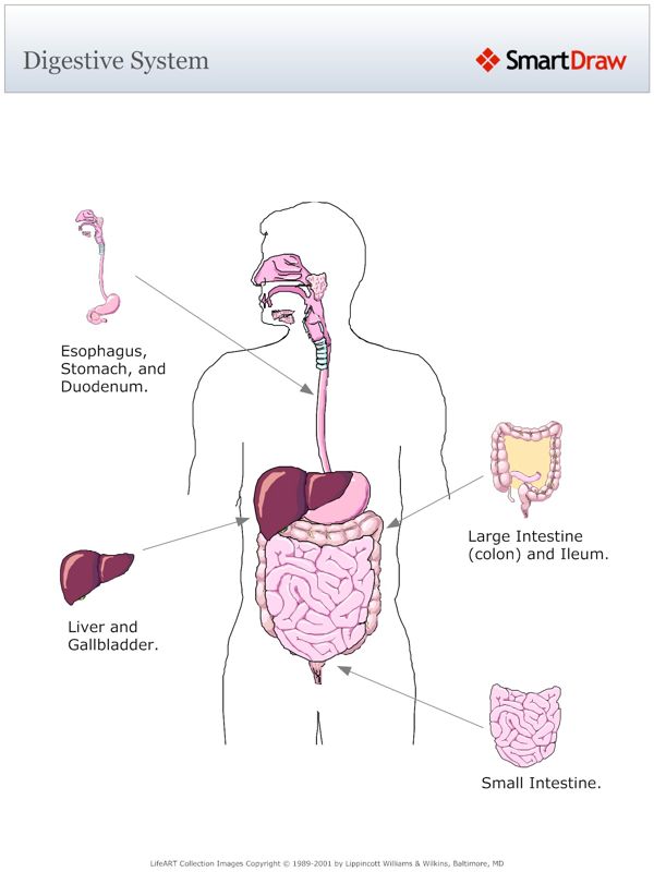 Digestive_System