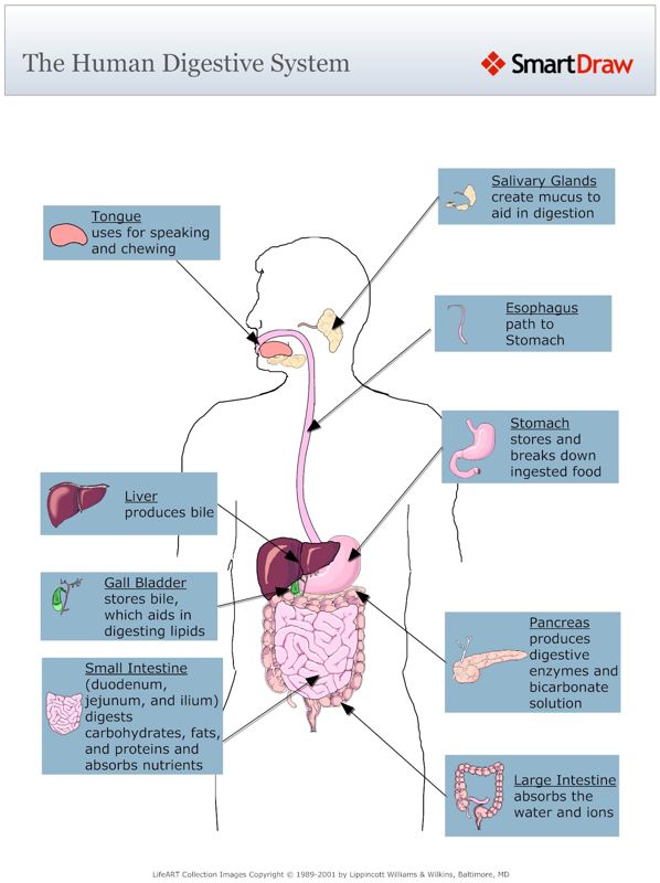 The_Human_Digestive_System