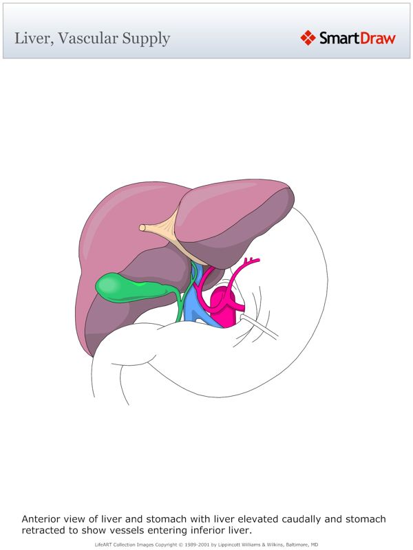 Liver,_Vascular_Supply