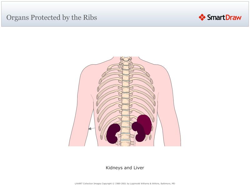 Organs_Protected_by_the_Ribs