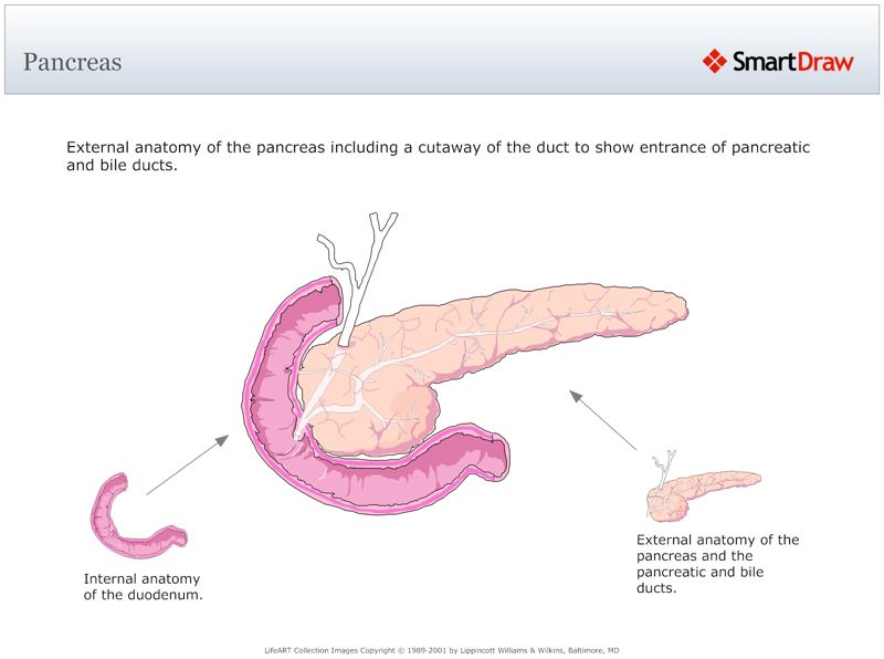 Pancreas