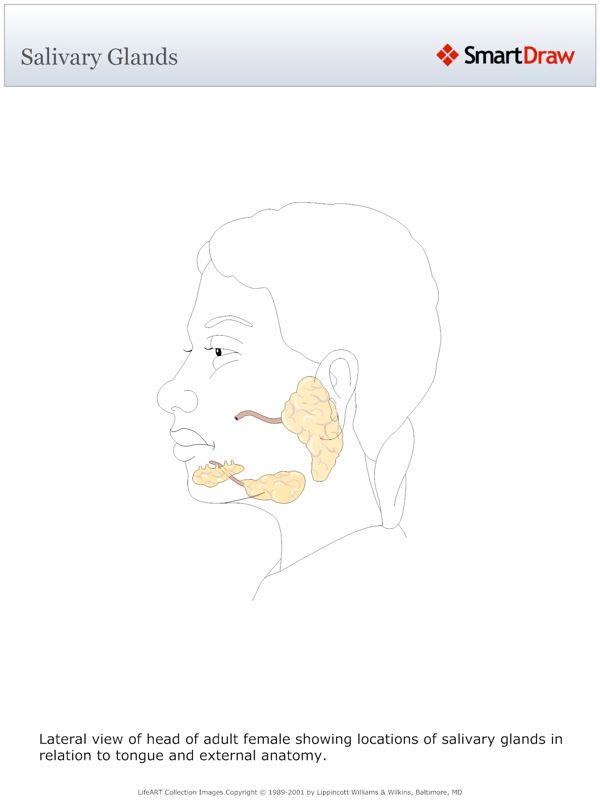 Salivary_Glands