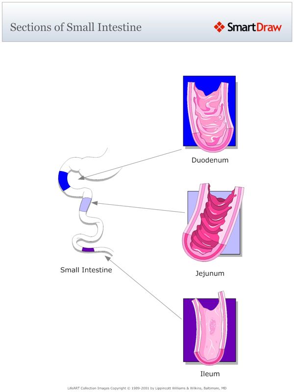 Sections_of_Small_Intestine