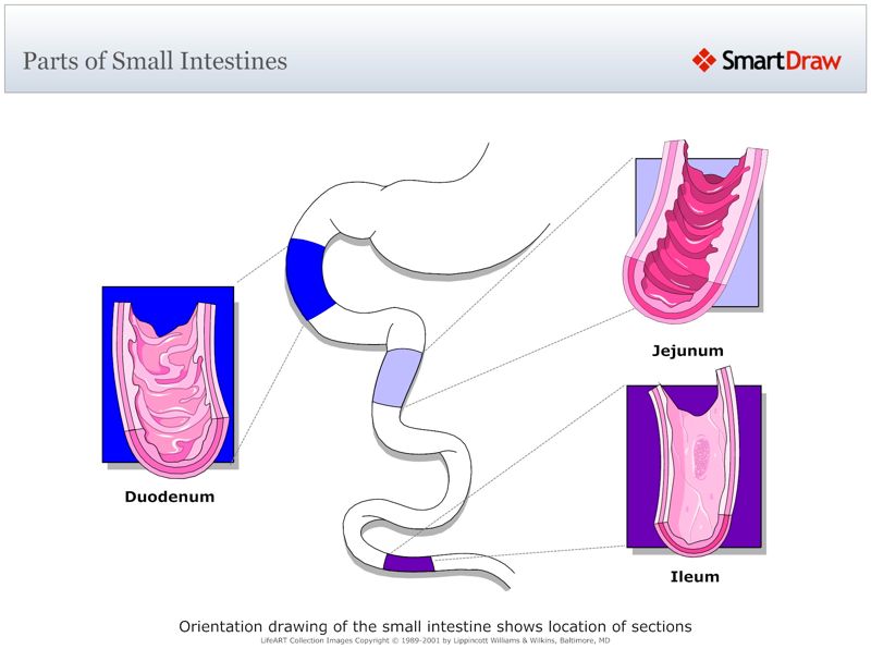 Parts_of_Small_Intestines