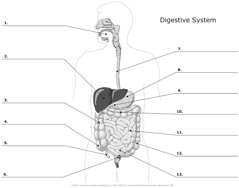 Digestive_System