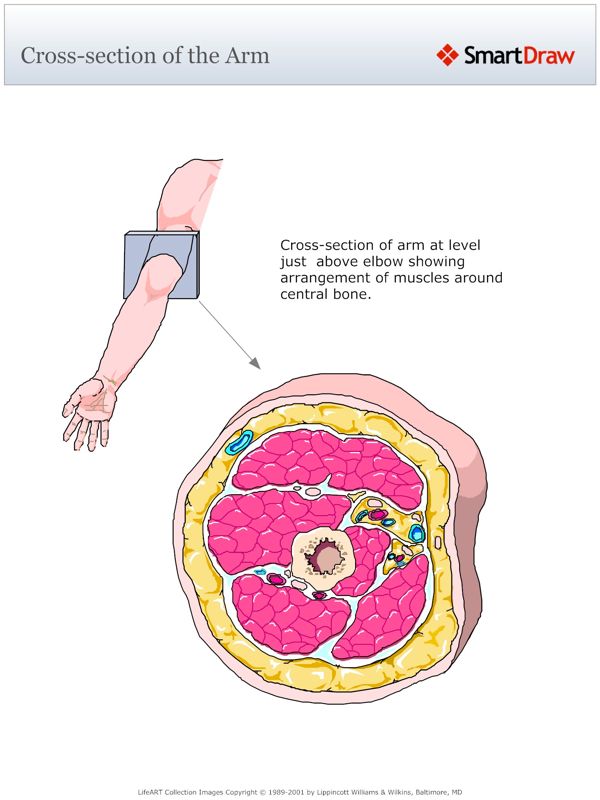 Cross-section_of_the_Arm