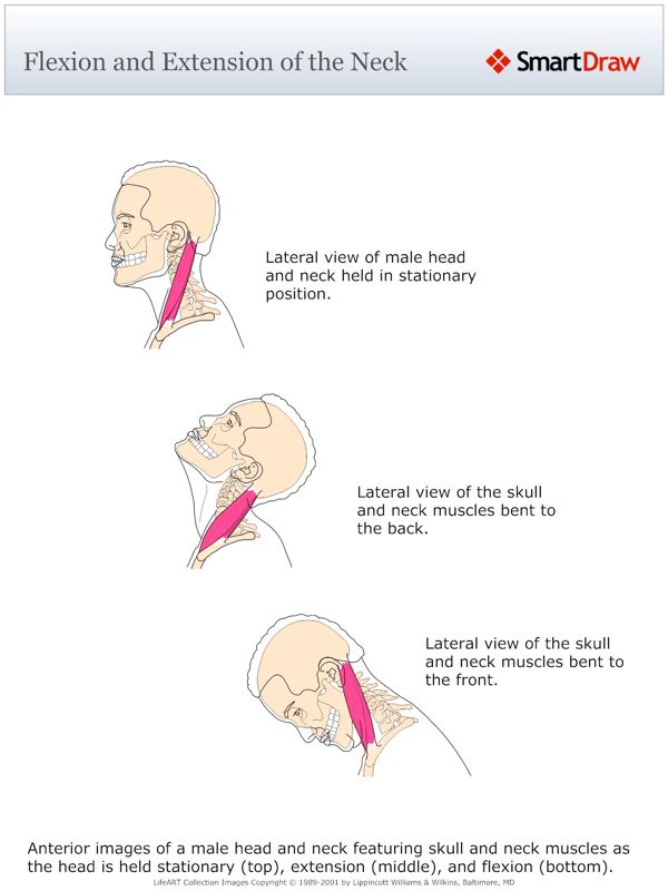 Flexion_and_Extension_of_the_Neck