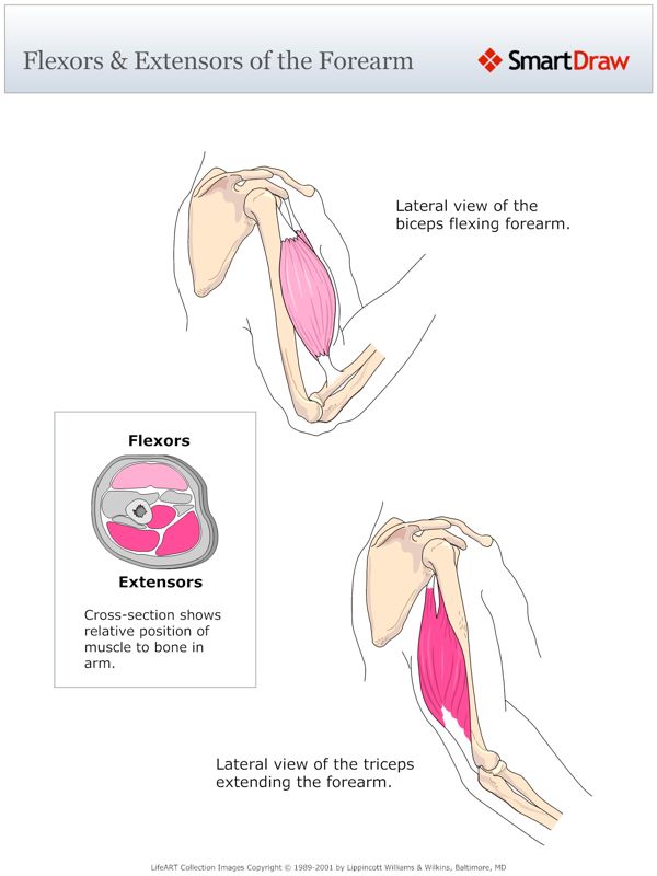 Flexors_&_Extensors_of_the_Forearm